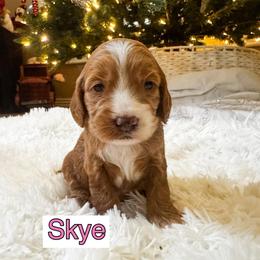 Skye - Red and white female Cockapoo puppy in Peoria, Arizona from Cactus Doods