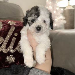 Charlie - Parti male Maltipoo puppy in Chattanooga, Tennessee from Joy-fur puppies