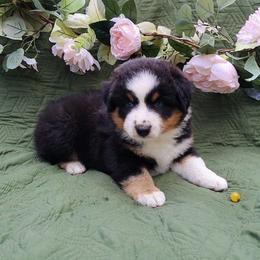 Rosemary - Black tri female Miniature American Shepherd puppy in Springfield, Missouri from Sunrock Kennel