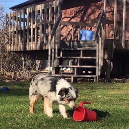 Casper - Miniature Australian Shepherd