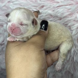 Ckc Reign - Cream and white female Shih Tzu puppy in Roseville, Michigan from Diamond Paws LLC