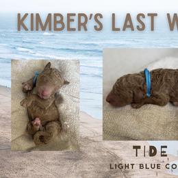 Tide - Apricot male Goldendoodle puppy in Inez, Texas from Heavenly H Doodles
