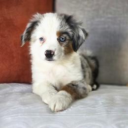 Walnut - Blue merle male Miniature Australian Shepherd puppy in Killen, Alabama from Wilkers Wholehearted Mini Aussies