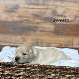 Loretta - Golden female Golden Retriever puppy in Fruitland, Idaho from Bethel Retrievers