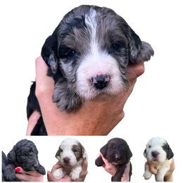 Aussiedoodle Puppies from Aussiedoodle palace