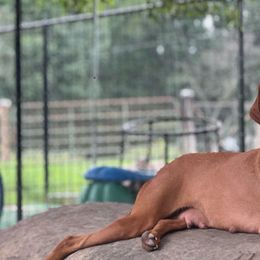 Nutmeg - Vizsla
