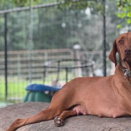 Nutmeg - Vizsla