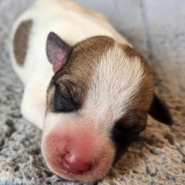 Atlas - White and tan male Parson Russell Terrier puppy in Menifee, California from Wendover Terriers