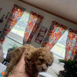 Apricot Girl - Apricot female Poodle puppy in Bessemer City, North Carolina from JJs Puppies of the Carolinas