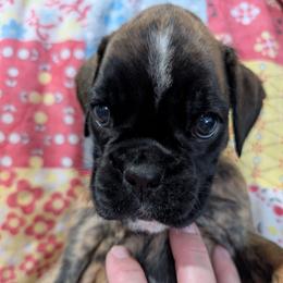 Gizi - Brindle female Boxer puppy in Campbellsville, Kentucky from Bellbox German Boxers