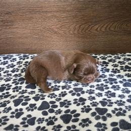 Male 3 - Chocolate male Shih Tzu puppy in Meadows Of Dan, Virginia from Walt’s Shih Tzus