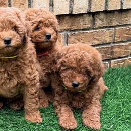 Goldendoodles from Lucky Heart TeddyBear Goldendoodles