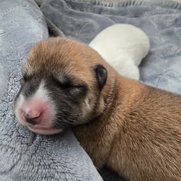 AKC Jinglebell - Red female Shiba Inu puppy in Jensen Beach, Florida from ScrapiShibas