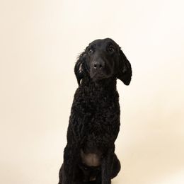 Atarah - Curly-Coated Retriever
