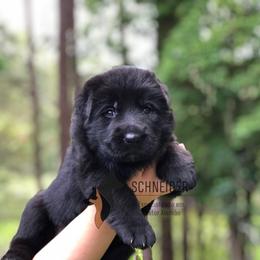 German Shepherd Puppies from Zwinger vom Schneider Wald