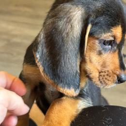 Samwise - Black white and tan male Beagle puppy in Viper, Kentucky from Mountain Top