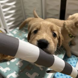 Golden Retriever Puppies from Golden Retrievers of South Carolina