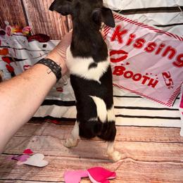 Remi - Black and white female Chihuahua puppy in Palmyra, Indiana from Country Star Chihuahuas