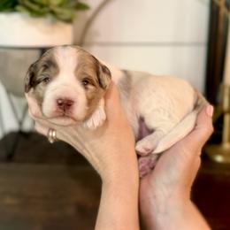 Bernedoodle Puppies from Coco Avenue Pups
