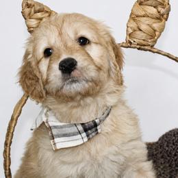 Graham - male Goldendoodle puppy in Yukon, Oklahoma from Silver Barn Doodles