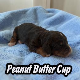 Peanut Butter Cup - Brown white and tan male Cockapoo puppy in Ellenburg Center, New York from Kristin's Puppies