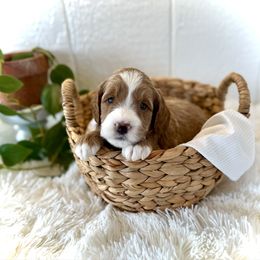 Quiche - Apricot female Goldendoodle puppy in Bremen, Indiana from Farmland Doodles