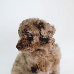 Storm - Merle male Goldendoodle puppy in Pleasant Grove, Utah from Canterbury Canines