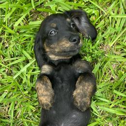 Solo AKC OFA CHIC - Brindle male Dachshund puppy in El Dorado, Arkansas from LovelylilDoxies