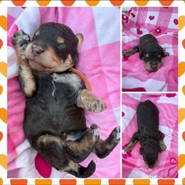 Cupid - Phantom male Poodle puppy in Conway, Arkansas from Arkansas River Poodles