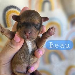 Beau - male Cavapoochon puppy in Bullard, Texas from Cavapoochon Central LLC