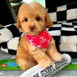 BabyKai - Champagne male Maltipoo puppy in Sugar Land, Texas from Celebrity Maltipoos