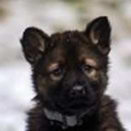 German Shepherd Puppies from vom Grenze Stadt German Shepherd Dogs