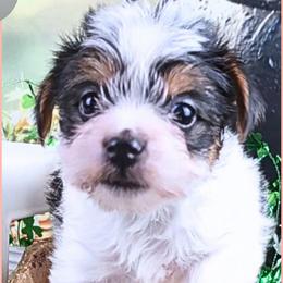 Girl 1 - Patty Cake - Parti female Yorkshire Terrier puppy in Elberton, Georgia from Ioney's Southern Paws Shelties, Frenchies, and Yorkies