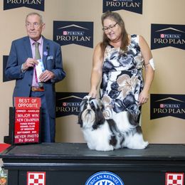Mooney - Shih Tzu