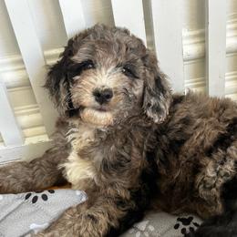 Miss Magenta - Merle female Goldendoodle puppy in San Diego, California from Sensational Doodles