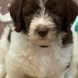 Double Doodles and Goldendoodles from Pawfect Doodles