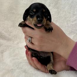 Dachshund, Pembroke Welsh Corgi, and Toy Australian Shepherd Puppies from Journey’s End CAD Farm