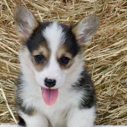 Staten - Black and tan male Pembroke Welsh Corgi puppy in Gober, Texas from Trigger Time Kennels