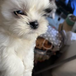 Shih Tzus from Sattui little Shih Tzu of Napa Valley. Hi, this is Carolyn   I have been breeding Shih Tzus for over 30 years and believe that everyone should have a Shih Tzus in their life.  They are the sweetest, most lovable, healthy, long lived dogs I’ve ever met. They don’t shed, and they don’t yap.