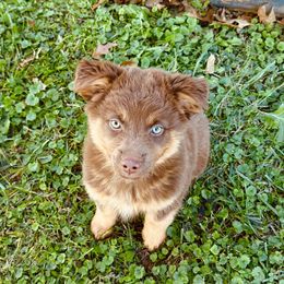 Acorn - Red tri male Miniature Australian Shepherd puppy in Marysville, Indiana from New Market Aussies