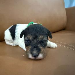 Chase (Dark green) - White and black male Wire Fox Terrier puppy in Knoxville, Tennessee from Wire Hairs of Knoxville