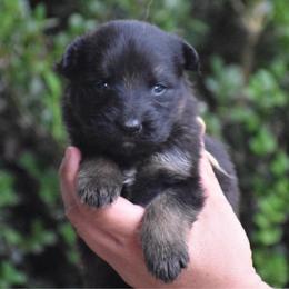 Tan Collar Female - Black and red female German Shepherd puppy in Marianna, Florida from Haus M Godwin
