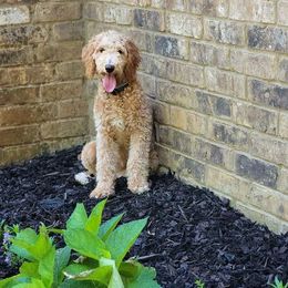 Cockapoos and Goldendoodles from Diamond in the Ruff Doodles