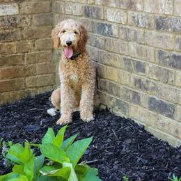 Cockapoos and Goldendoodles from Diamond in the Ruff Doodles