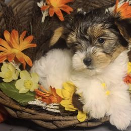 Poodle, Shih Tzu, and Yorkshire Terrier Puppies from Adorable Puppy Paws
