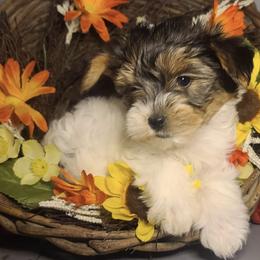 Poodle, Shih Tzu, and Yorkshire Terrier Puppies from Adorable Puppy Paws