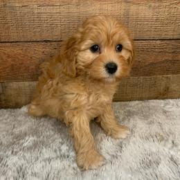 Lark - Apricot female Goldendoodle puppy in Haddam, Kansas from Golden B Acres