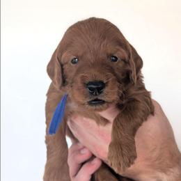 Otter Pop - Red  male Goldendoodle puppy in Blackfoot, Idaho from Riverside Poodles
