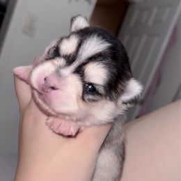 Ponzu - Gray and white female Pomsky puppy in Orange County, California from Pomsky Playpen