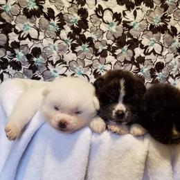 Japanese Akitainu Puppies from Four Seasons Akita (Shikisou)